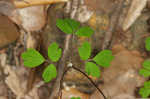 Eastern false rue anemone